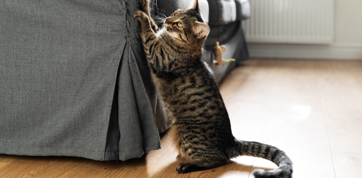 empêcher vos chats de griffer vos meubles