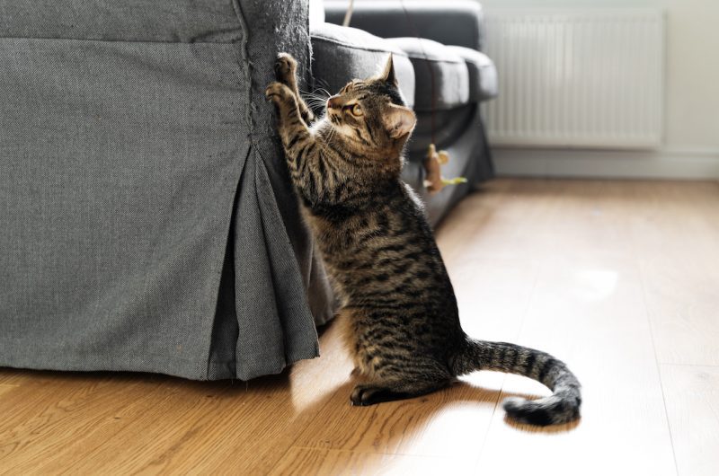 empêcher vos chats de griffer vos meubles