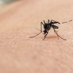 Éradiquer les moustiques : un scénario catastrophe pour l'humanité ?