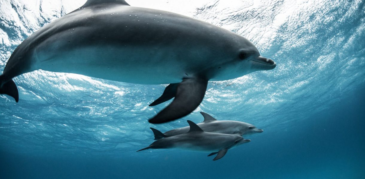 Le langage enfantin des mamans dauphins : une communication maternelle unique dans le monde marin