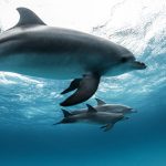 Le langage enfantin des mamans dauphins : une communication maternelle unique dans le monde marin