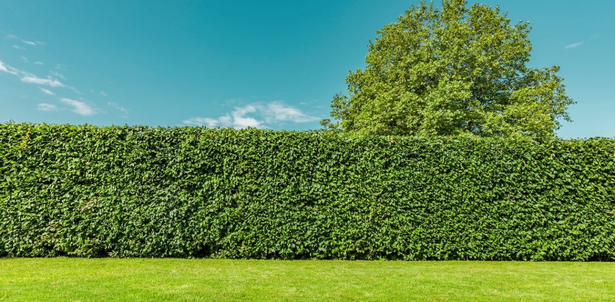 top 10 arbustes qui poussent vite pour garantir rapidement votre intimité vis à vis de vos voisins