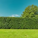 top 10 arbustes qui poussent vite pour garantir rapidement votre intimité vis à vis de vos voisins