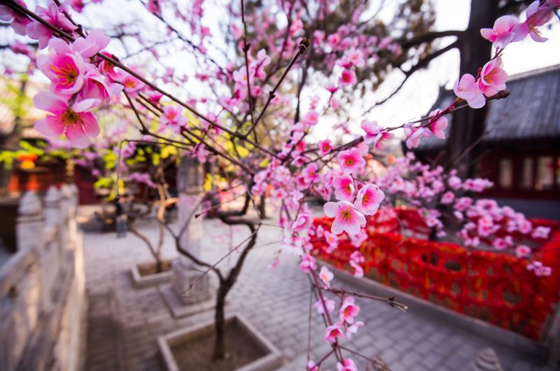 Voici 7 fleurs emblématiques de la culture chinoise et leurs symboliques si fascinantes !