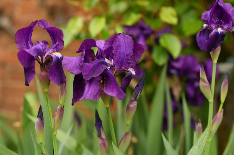 Voici comment bien tailler vos iris pour un résultat éblouissant l'année prochaine