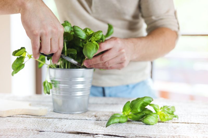 Voici comment récolter du basilic de manière efficace sans nuire à la santé de la plante