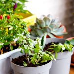 5 plantes d'intérieur pour assainir et réguler l'humidité de votre maison ou appartement