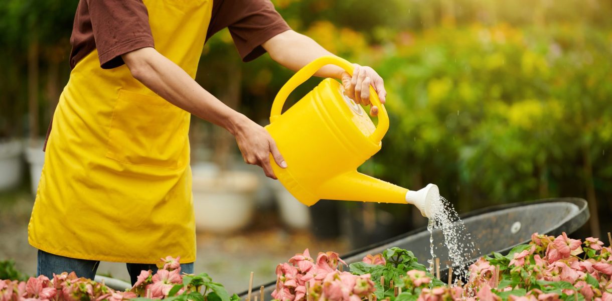 Anti-gaspillage : Voici les bienfaits d'arroser vos plantes avec l'eau de cuisson des pâtes !