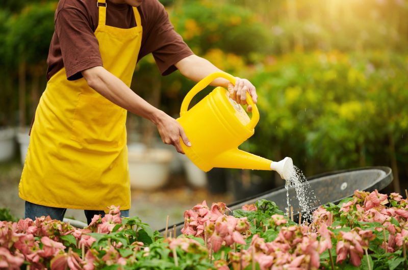Anti-gaspillage : Voici les bienfaits d'arroser vos plantes avec l'eau de cuisson des pâtes !