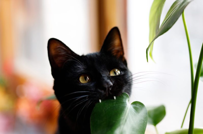 Ces 5 plantes que les chats adorent par-dessus tout !