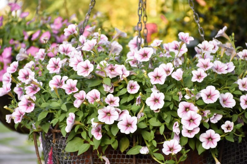 Ces fleurs robustes qui défient le froid assureront un jardin en fleurs même pendant l'hiver.