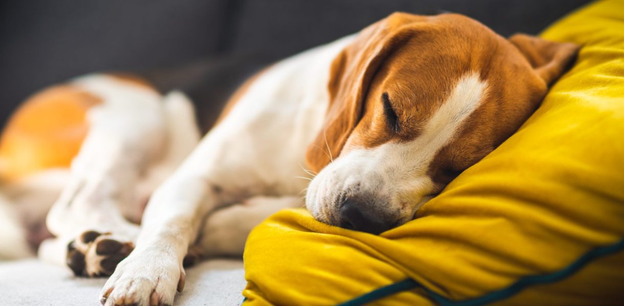 Comment bannir les odeurs de chien de votre maison ?