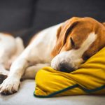 Comment bannir les odeurs de chien de votre maison ?