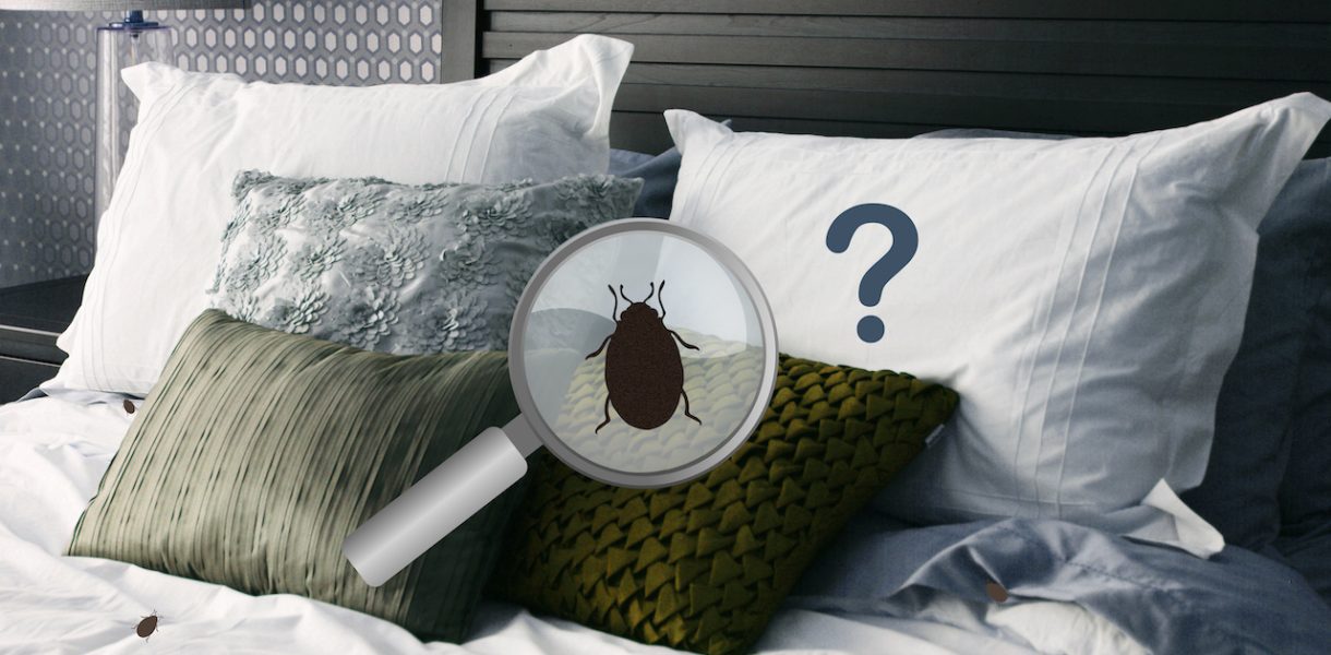Comment déterminer la présence de punaises de lit dans ma chambre d'hôtel ?