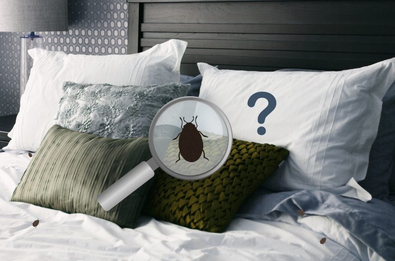 Comment déterminer la présence de punaises de lit dans ma chambre d'hôtel ?
