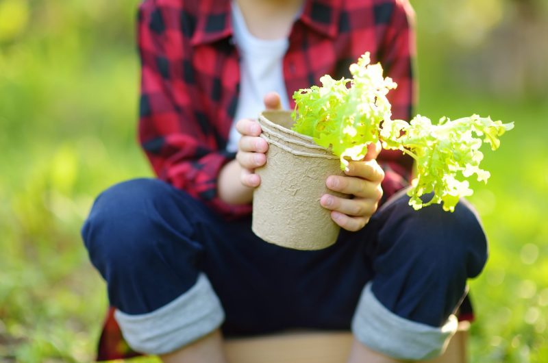 Faire pousser de la salade en pot facilement c'est possible, voici comment faire !