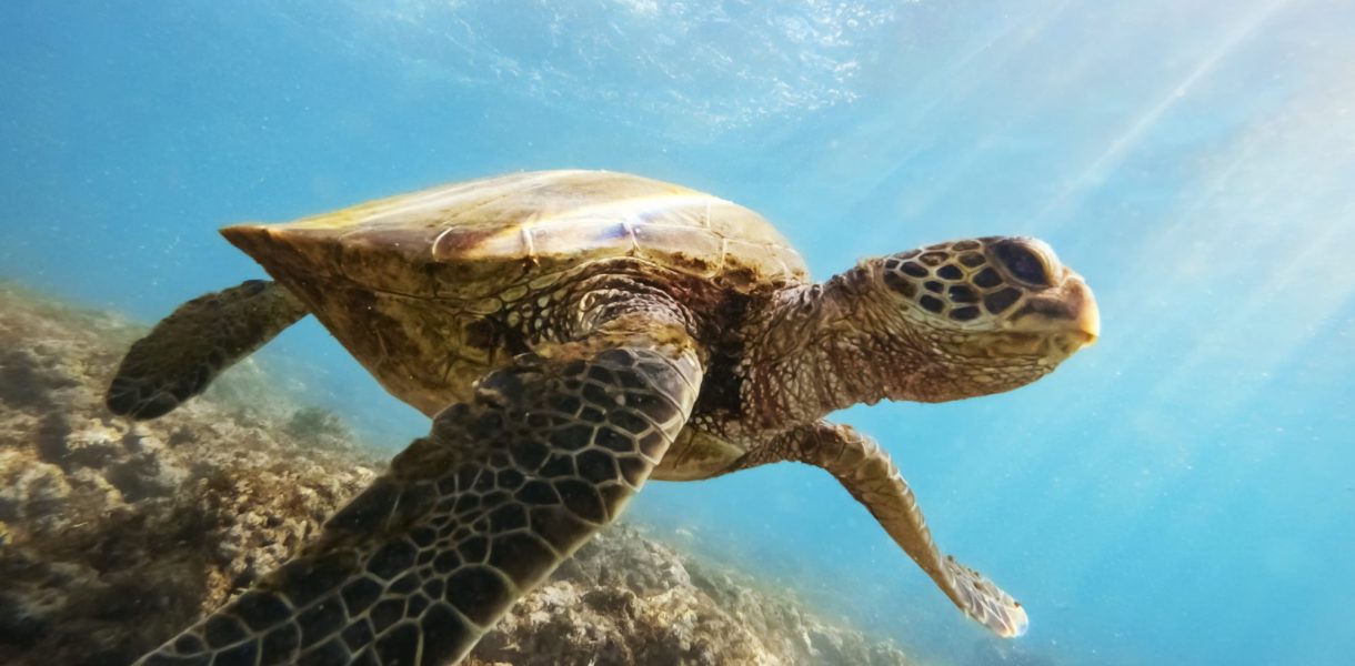 Découvrez l'incroyable durée de vie des tortues de mer et leurs secrets de longévité