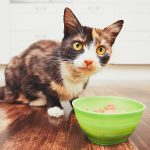 L'alimentation végane pour les chats contribuerait au bien-être de nos félins