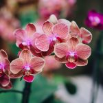 Optimiser la floraison de votre Orchidée : découvrez l'emplacement Idéal