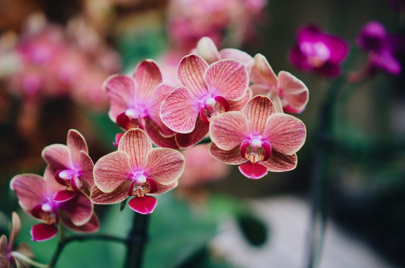 Optimiser la floraison de votre Orchidée : découvrez l'emplacement Idéal