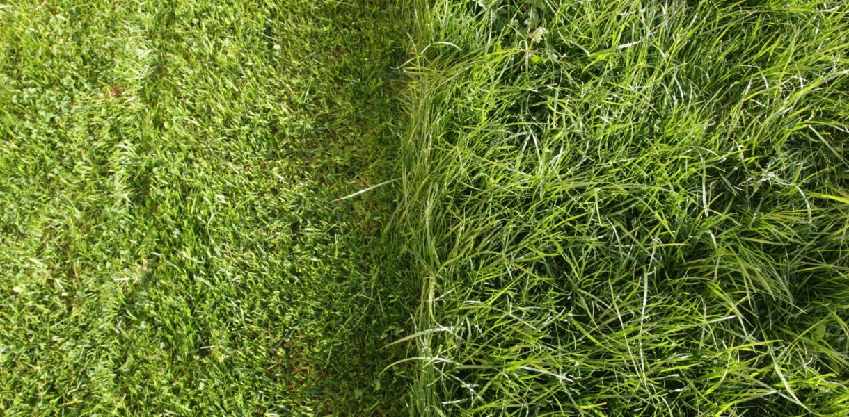 Redonner une seconde vie à votre pelouse : les secrets d'une verdure inégalée tout au long de l'année