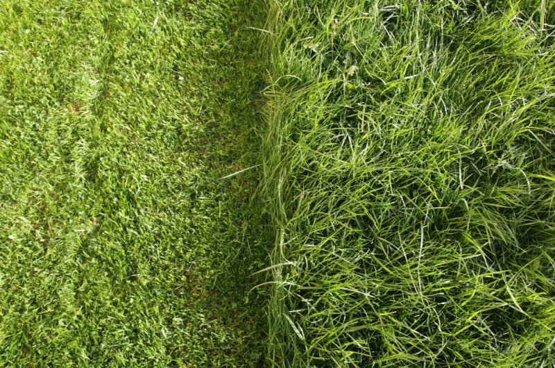 Redonner une seconde vie à votre pelouse : les secrets d'une verdure inégalée tout au long de l'année