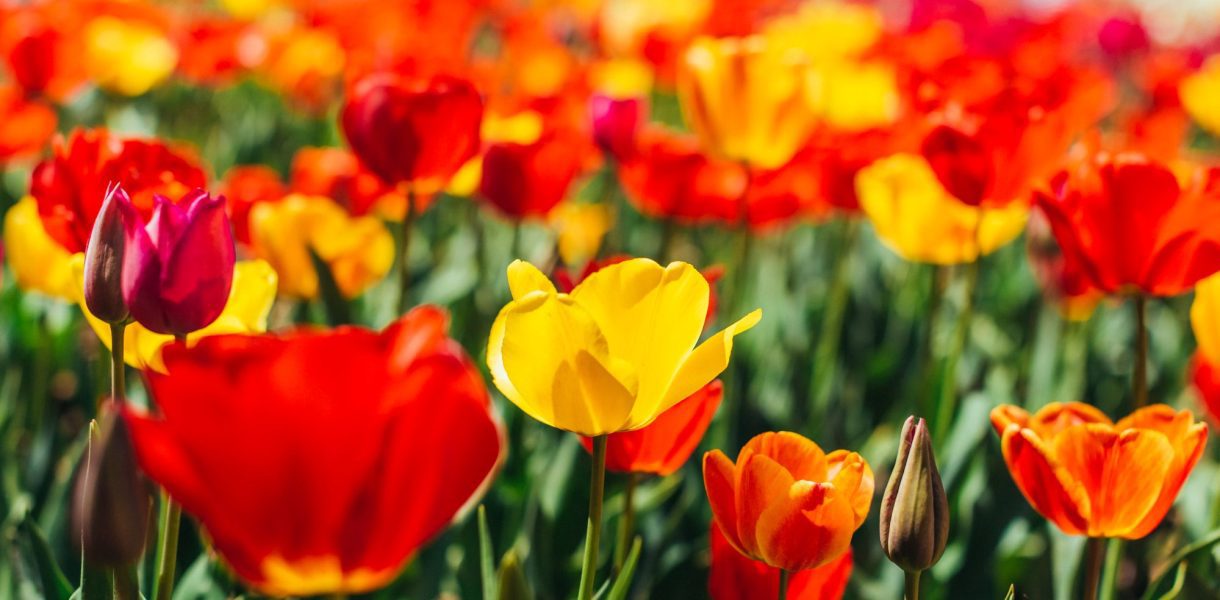 Tulipes : Comment réussir leur culture en eau uniquement ?