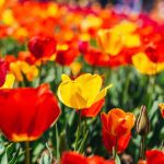 Tulipes : Comment réussir leur culture en eau uniquement ?