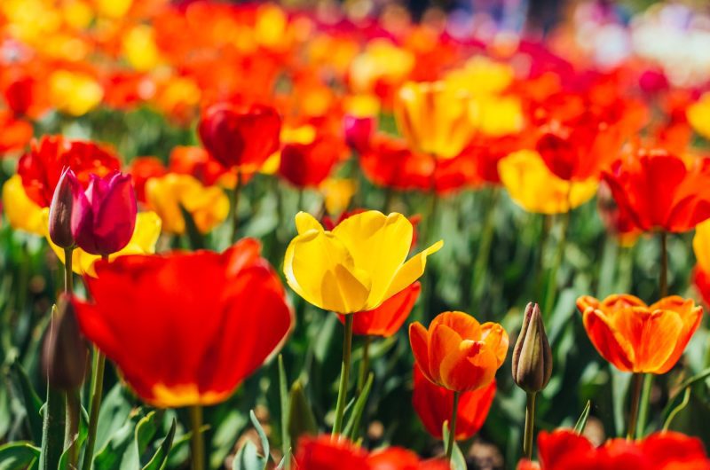 Tulipes : Comment réussir leur culture en eau uniquement ?