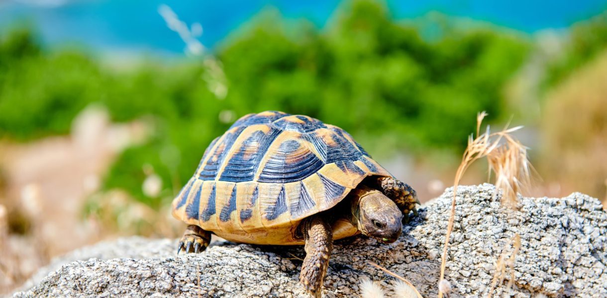 Voici 4 indicateurs d'une tortue heureuse que vous pouvez remarquer facilement !