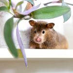 Voici comment chasser rats et souris de votre domicile à coup sûr !
