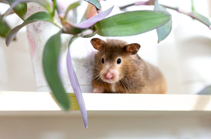 Voici comment chasser rats et souris de votre domicile à coup sûr !