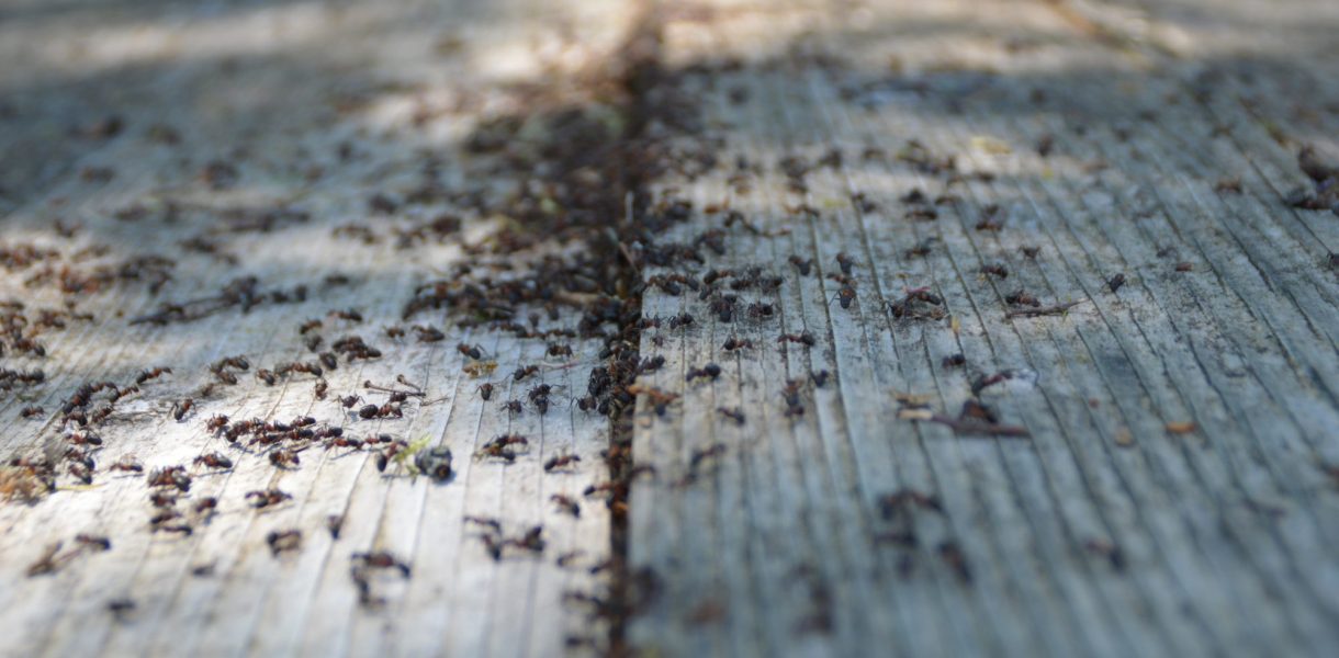 Voici comment éloigner efficacement les fourmis avec un produit que nous avons tous dans notre cuisine !