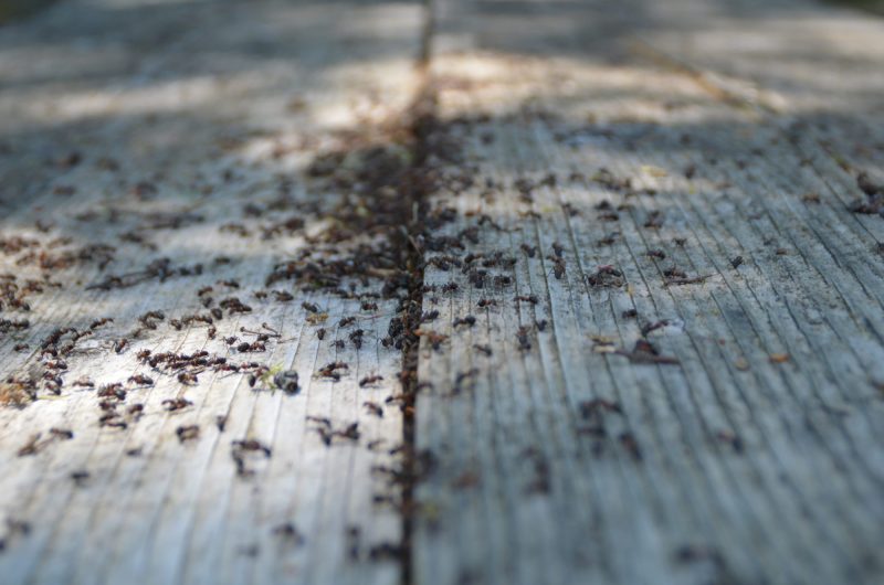 Voici comment éloigner efficacement les fourmis avec un produit que nous avons tous dans notre cuisine !