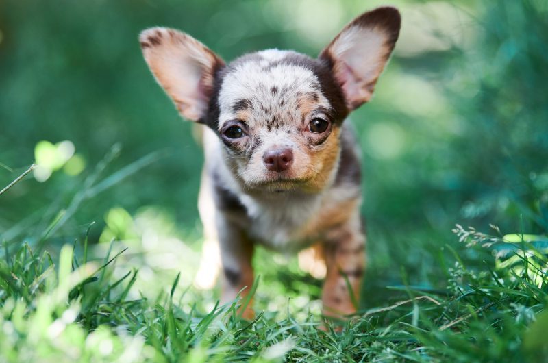Voici les plus petites races de chiens au monde !