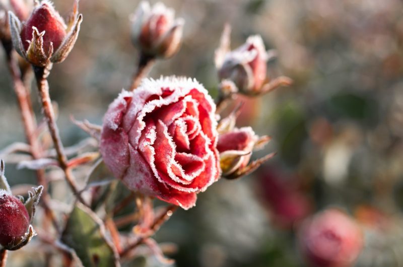 10 astuces incontournables pour protéger vos rosiers durant l'hiver