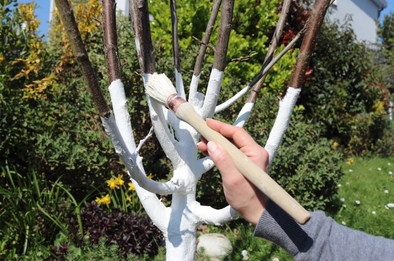 Le chaulage des arbres. Travaux de saison dans le jardin. Mettre chaux blanc sur le tronc d'arbre fruitier pour le protéger.