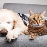 Chiens contre chats : une rivalité ancestrale ou une idée reçue ?