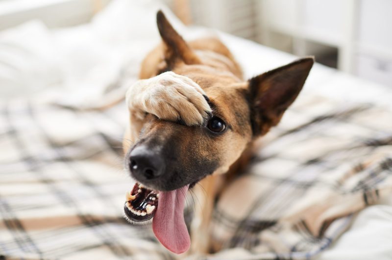 Comprendre le regard de votre chien : 5 messages clés qu'il essaie de vous transmettre