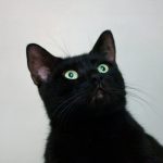 Découvrez les 10 raisons irrésistibles pour lesquelles un chat noir devrait faire partie de votre vie