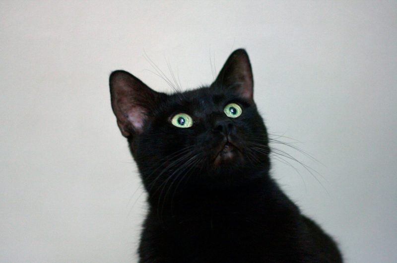 Découvrez les 10 raisons irrésistibles pour lesquelles un chat noir devrait faire partie de votre vie
