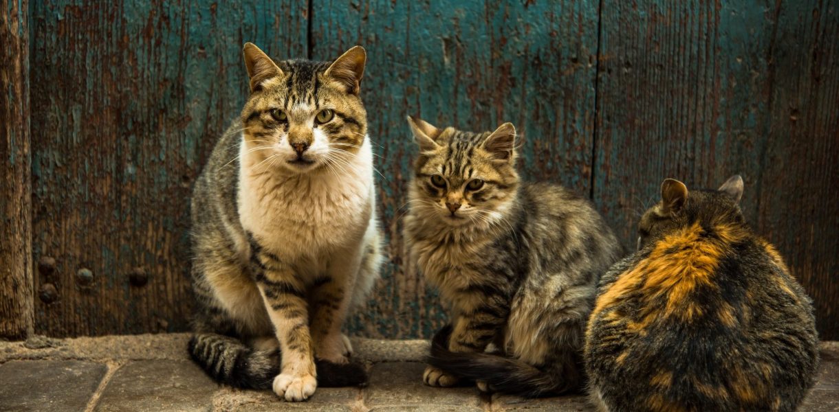 La vie des chats à travers l'histoire : un lien unique avec l'humanité