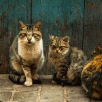 La vie des chats à travers l'histoire : un lien unique avec l'humanité