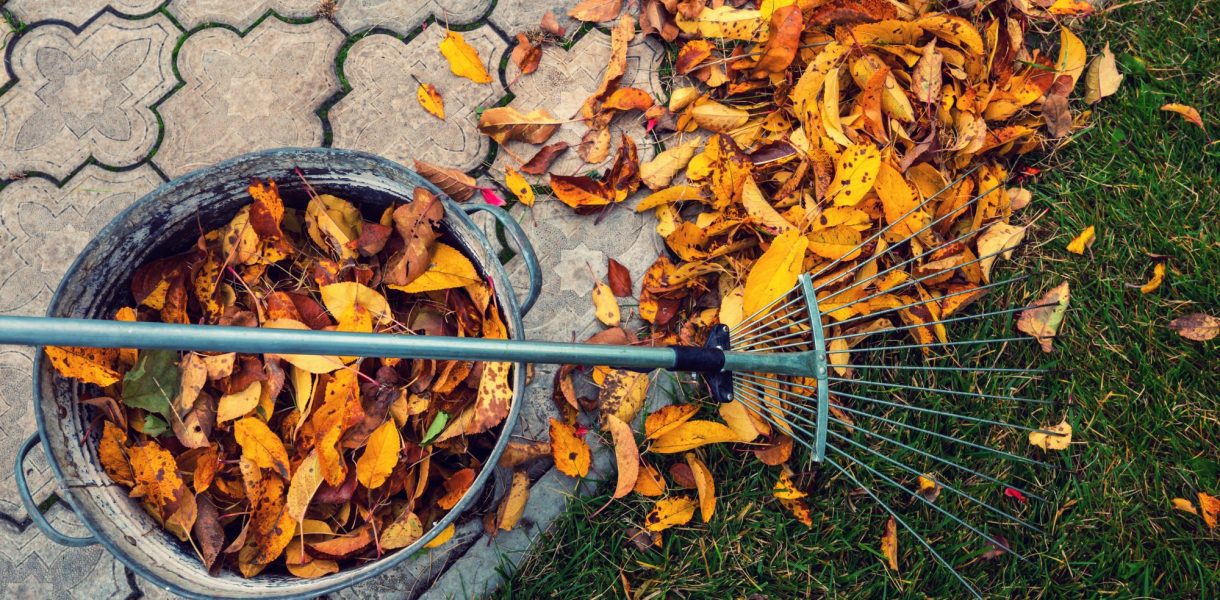 Le mois de novembre au jardin : Guide complet des travaux à effectuer et conseils d'expert