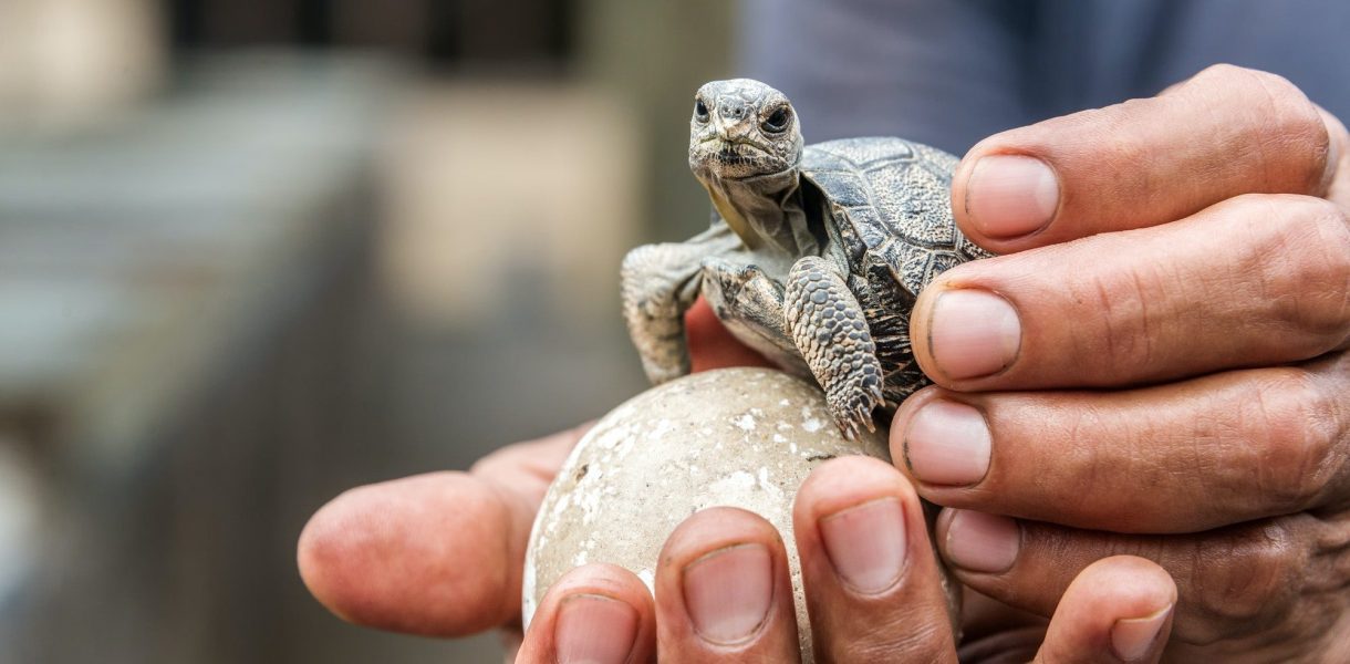 Le mystère de l'éclosion des œufs de tortue : une aventure entre temps et nature