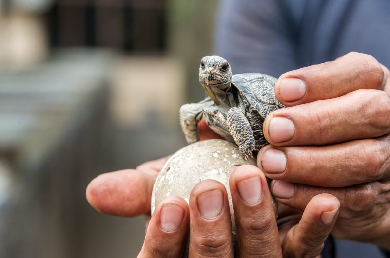 Le mystère de l'éclosion des œufs de tortue : une aventure entre temps et nature
