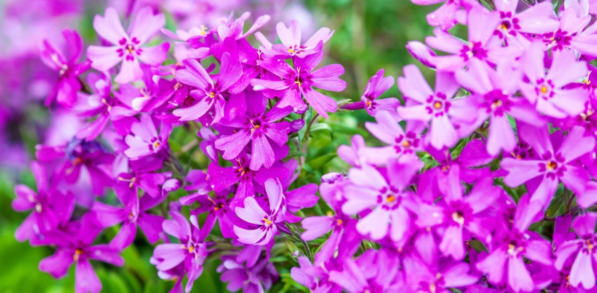 Le Top 5 des plantes vivaces couvre-sol : des alliées de charme sans entretien pour votre jardin !