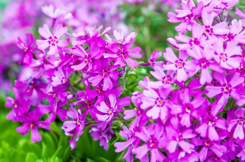 Le Top 5 des plantes vivaces couvre-sol : des alliées de charme sans entretien pour votre jardin !