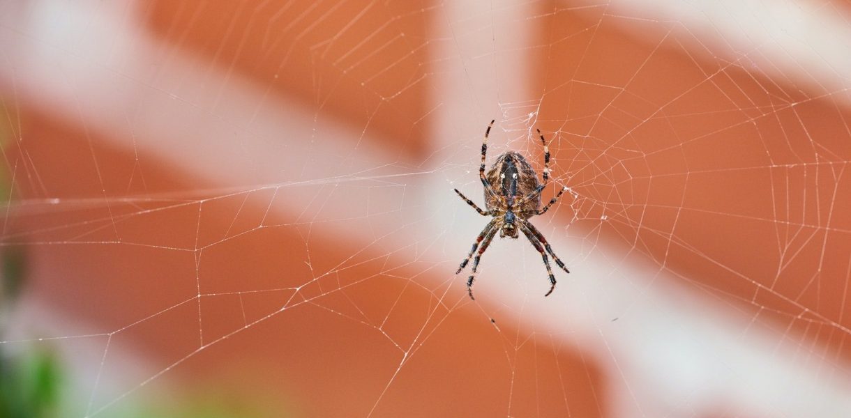 Les secrets pour éloigner les araignées de votre maison : méthodes naturelles et astuces efficaces