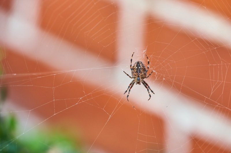 Les secrets pour éloigner les araignées de votre maison : méthodes naturelles et astuces efficaces